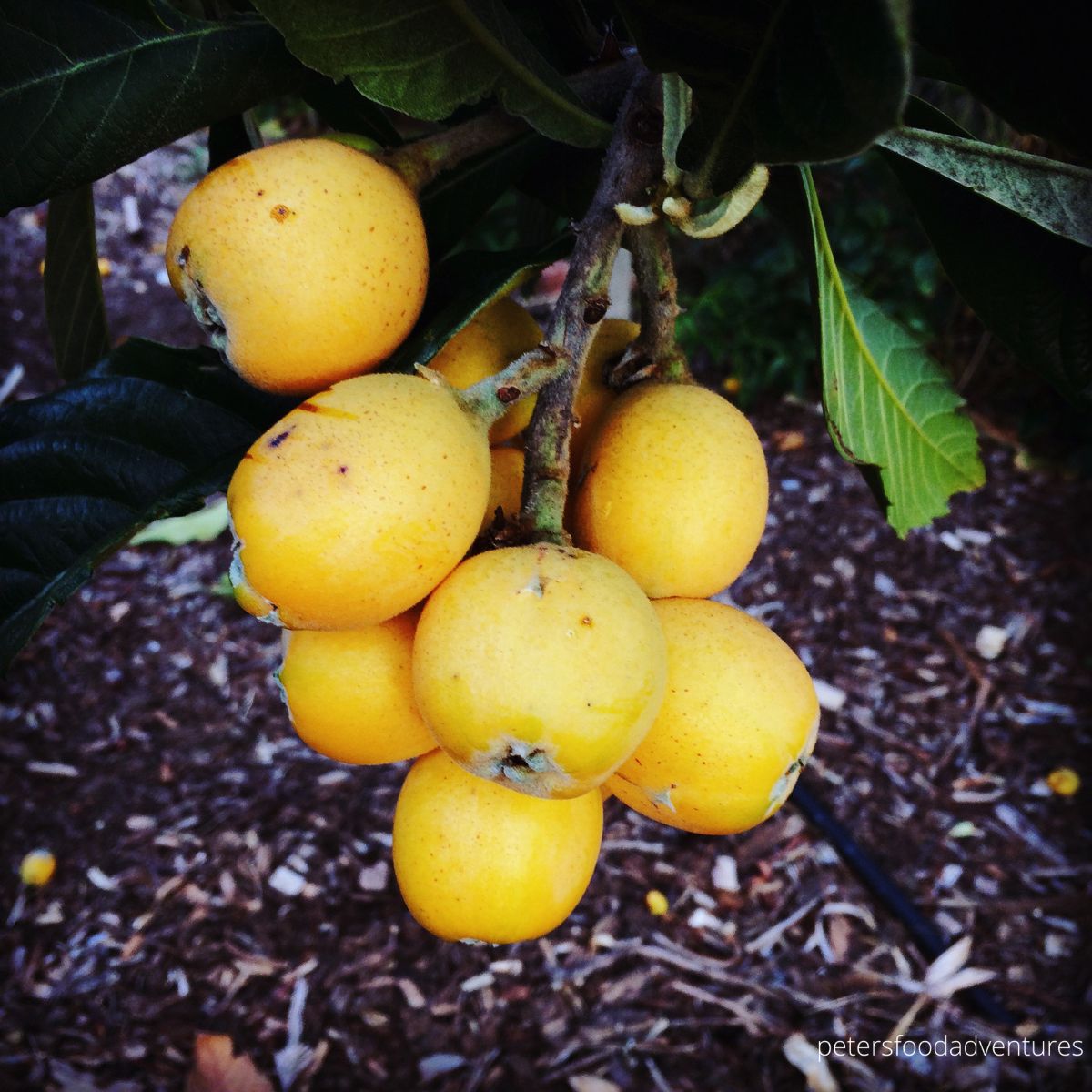 loquats hanging on a tree