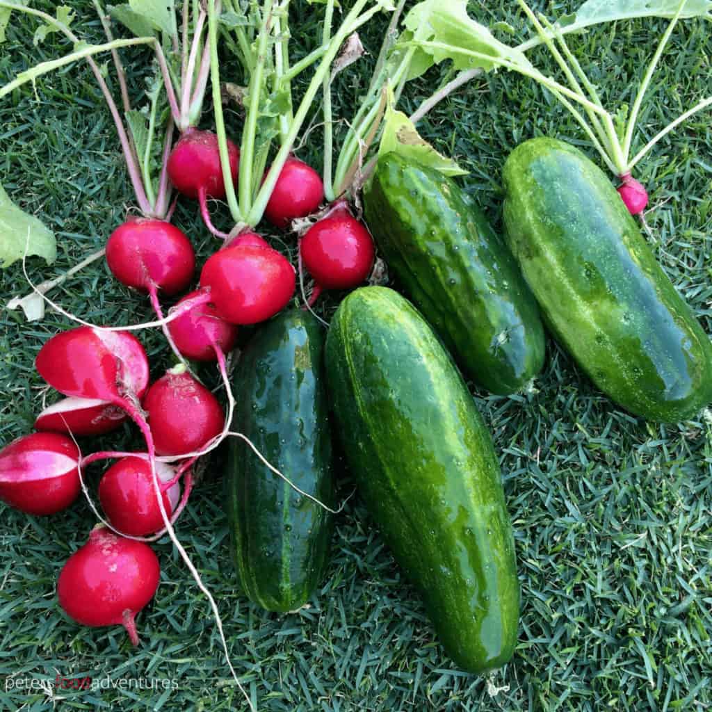 garden fresh radishes and cucumbers on green grass