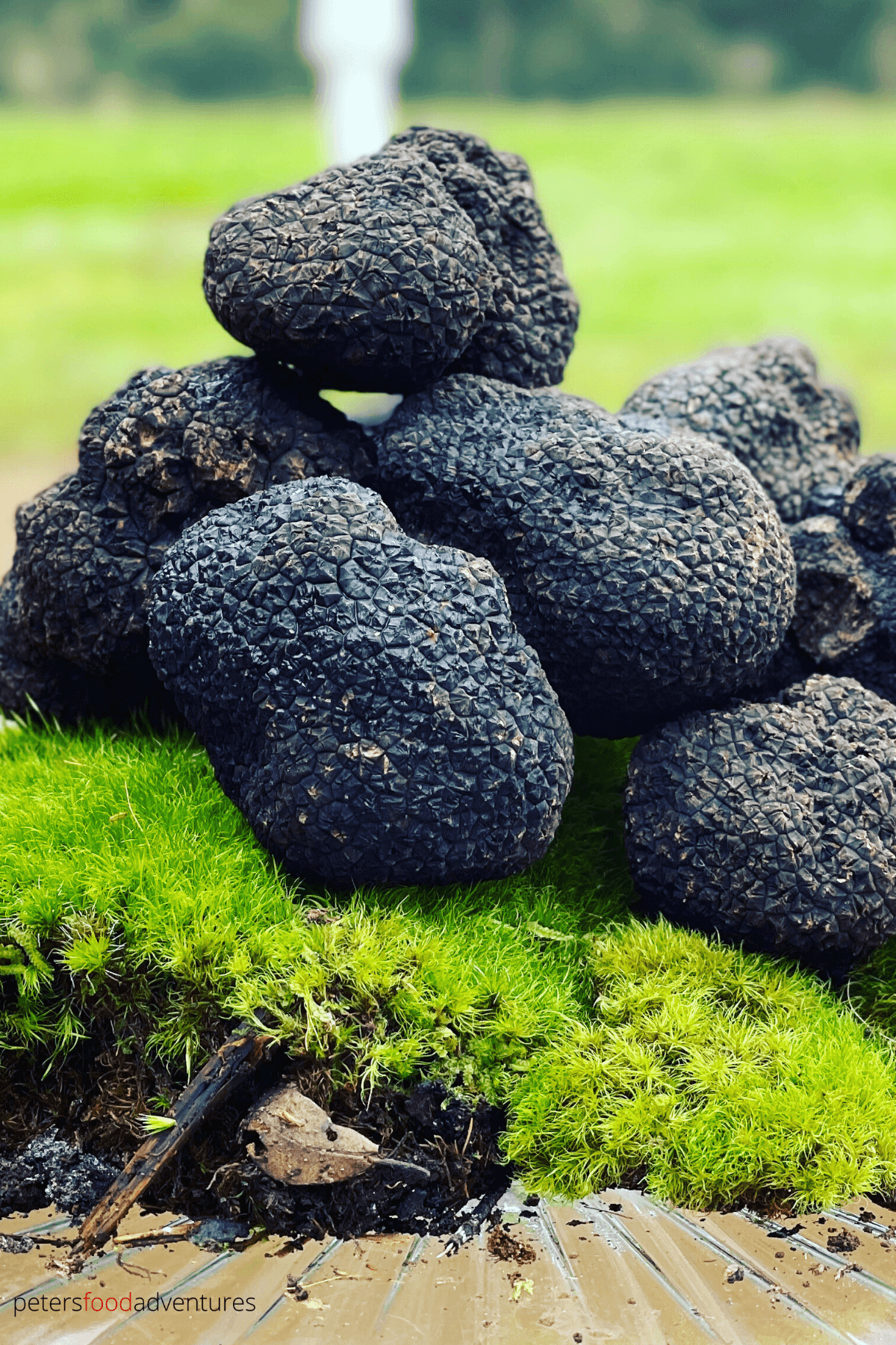 fresh truffles piled on top of green moss