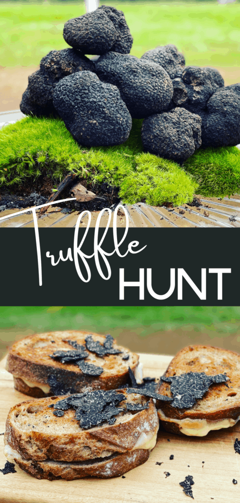 Truffle recipes don't have to be scary! Truffle Grilled Cheese sandwiches are delicious and perfectly paired with black truffles. A nutty, earthy flavor melted through the cheese. A fancy way to enjoy lunch after a truffle hunt!