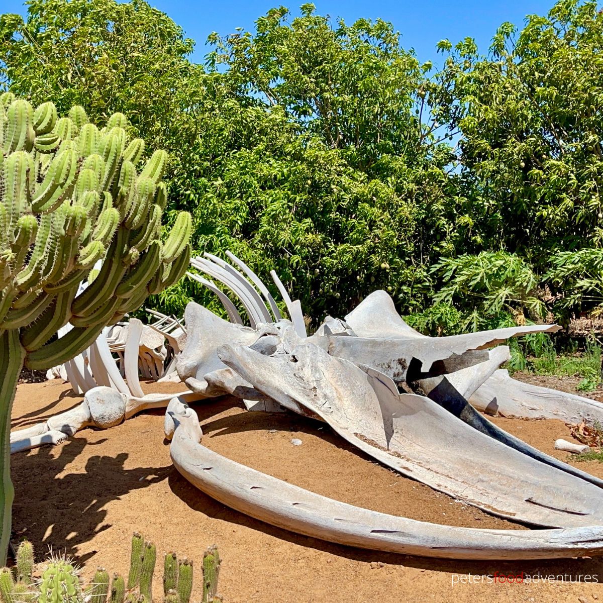 cactus garden whale skeleton